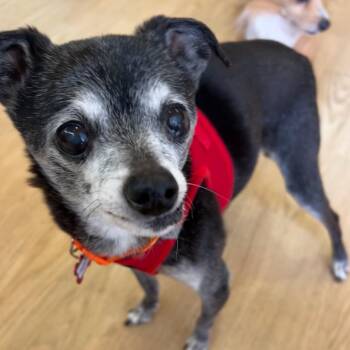 Cleopatra 14486 -  Italian Greyhound and Chihuahua Dog for Adoption in San Francisco, California - Cleopatra 14486 | PetCurious