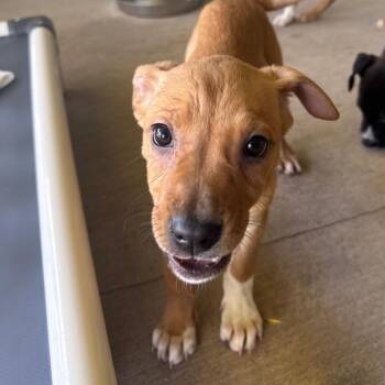 Labrador Retriever Dogs Available for Adoption in Redwood Valley, California - Mahi Mahi | PetCurious