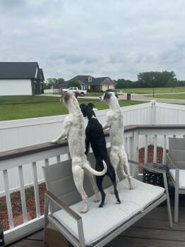 Nebula -  Mixed Breed Dog Available for Adoption - Nebula | PetCurious