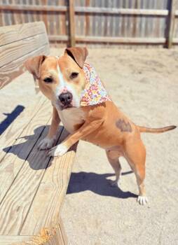 Mixed Breed Dogs Available for Adoption in Muskegon, Michigan - Goldie | PetCurious