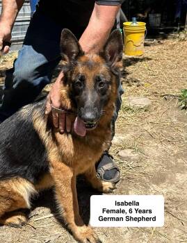 Isabella -  German Shepherd Dog Dog for Adoption in Blue Springs, Missouri - Isabella | PetCurious