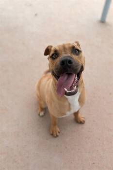 Pit Bull Terrier and Mixed Breed Dogs Available for Adoption - CJ | PetCurious