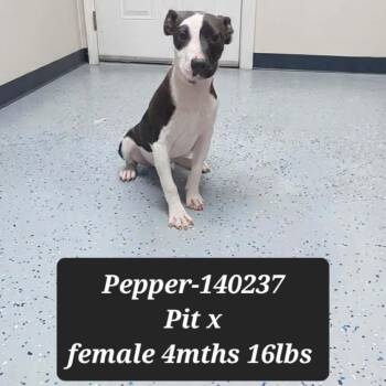 Pit Bull Terrier and Mixed Breed Dogs Available for Adoption - Pepper | PetCurious