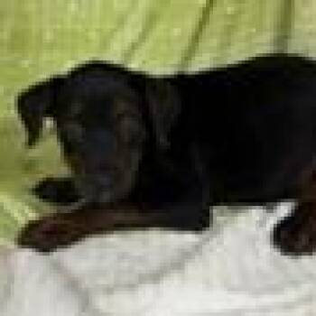 Fox -  Terrier Dog for Adoption in Tampa, Florida - Fox | PetCurious