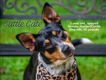 Cattle Cate -  Australian Cattle Dog Blue Heeler Dog Available for Adoption in Sevierville, Tennessee - Cattle Cate | PetCurious