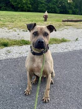 Rescue Mixed Breed Dogs for Adoption in Ashland, Kentucky - Zeus | PetCurious