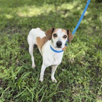 Terrier Dogs Available for Adoption in Carencro, Louisiana - Tin Can | PetCurious
