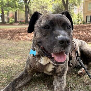 Pit Bull Terrier Dogs Available for Adoption in Columbia, South Carolina - Lamar | PetCurious