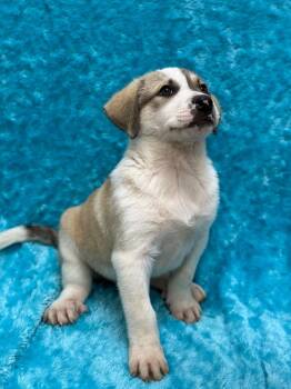 Pit Bull Terrier Dogs Available for Adoption in Little Elm, Texas - Charlie | PetCurious