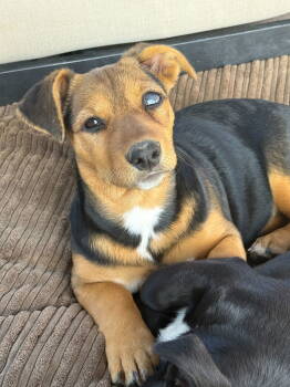 Rescue Mixed Breed Dogs for Adoption in Sparks, Nevada - Bubbles | PetCurious