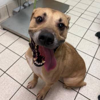 Zuko -  Mixed Breed Dog for Adoption in Charleston, West Virginia - Zuko | PetCurious