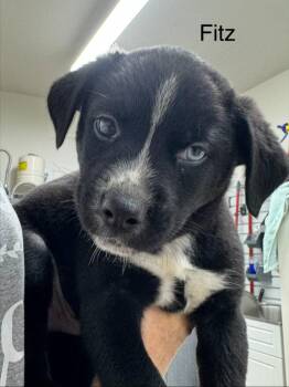 Fitz -  American Staffordshire Terrier and Husky Dog for Adoption in St. George, Utah - Fitz | PetCurious