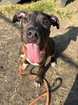 Kendric -  American Staffordshire Terrier and Plott Hound Dog for Adoption in Chicago, Illinois - Kendric | PetCurious