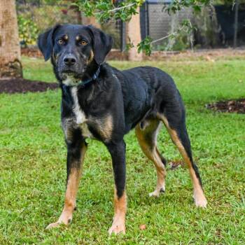 Mixed Breed Dogs Available for Adoption in Sarasota, Florida - Bartholomew | PetCurious