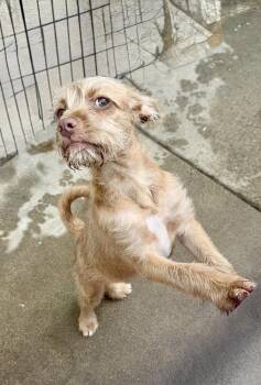 Mixed Breed Dogs Available for Adoption in San Diego, California - Skylar | PetCurious
