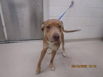 (85) -  Pit Bull Terrier Dog for Adoption in Marietta, Georgia - (85) | PetCurious