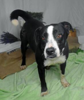 Tigerlilly -  Labrador Retriever and Pit Bull Terrier Dog for Adoption in Monroe, Louisiana - Tigerlilly | PetCurious