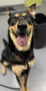 Jax - 2 -  Mixed Breed Dog for Adoption in Daytona Beach, Florida - Jax - 2 | PetCurious