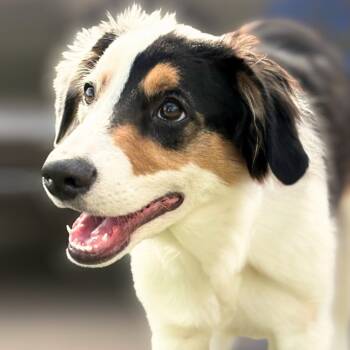 Rescue Australian Shepherd Dogs for Adoption in Phoenix, Arizona - Dylan | PetCurious