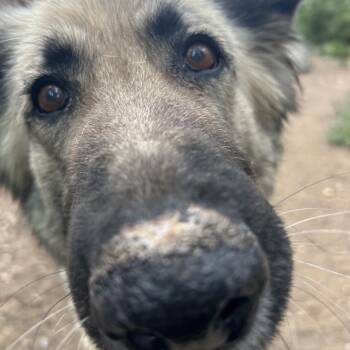 Misty -  German Shepherd Dog Dog for Adoption in Flagstaff, Arizona - Misty | PetCurious