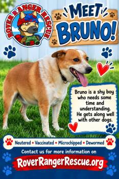 Bruno -  Cattle Dog Dog for Adoption in Wrightwood, California - Bruno | PetCurious