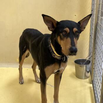 IVHS-Stray-140694 -  Shepherd Dog for Adoption in San Gabriel, California - IVHS-Stray-140694 | PetCurious