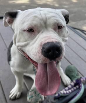 Rescue Pit Bull Terrier Dogs for Adoption in Berkeley, California - Fiona | PetCurious