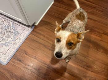 Little Girl -  Australian Cattle Dog Blue Heeler Dog for Adoption in Lakewood Ranch, Florida - Little Girl | PetCurious