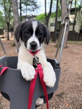 Terrier Dogs Available for Adoption in Fairfax, Virginia - Hallie | PetCurious