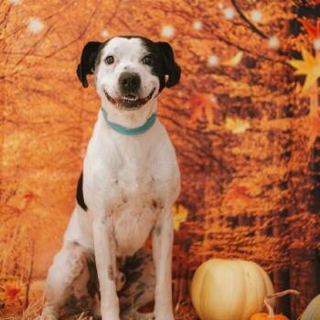 Chance -  Pit Bull Terrier and Mixed Breed Dog for Adoption in Newberg, Oregon - Chance | PetCurious