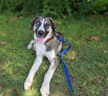 Castle -  Hound and Husky Dog for Adoption in Manhasset, New York - Castle | PetCurious