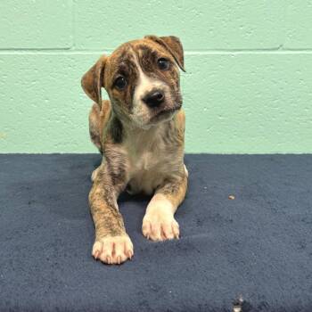 Labrador Retriever Dogs Available for Adoption in Cabot, Arkansas - Nellie Belle | PetCurious