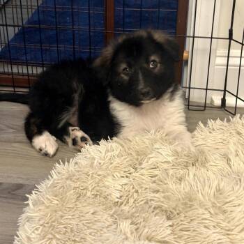 Great Pyrenees and Australian Shepherd Dogs Available for Adoption in Myrtle Beach, South Carolina - Jeffrey | PetCurious