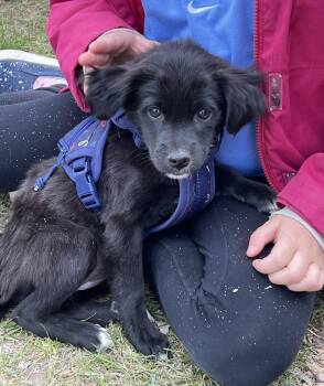 Terrier and Spaniel Dogs Available for Adoption in Minneapolis, Minnesota - Lea | PetCurious