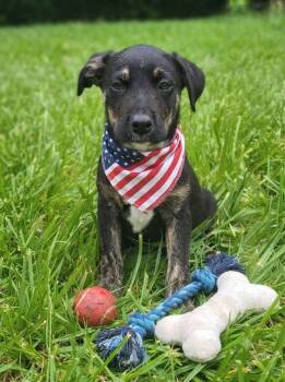 Michael Jackson -  Mountain Cur Dog for Adoption in Germantown, Ohio - Michael Jackson | PetCurious