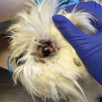 TUSC-Stray-85061 -  Shih Tzu Dog for Adoption in Tuscaloosa, Alabama - TUSC-Stray-85061 | PetCurious