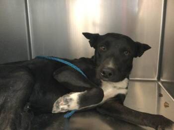 A1938282 -  Shepherd and Mixed Breed Dog for Adoption in Thousand Palms, California - A1938282 | PetCurious