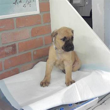 Staffordshire Bull Terrier and Labrador Retriever Dogs Available for Adoption - TALI | PetCurious