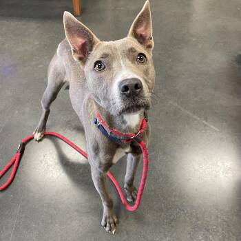 Diver -  Pit Bull Terrier Dog for Adoption in Dickinson, Texas - Diver | PetCurious