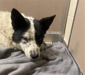 Australian Cattle Dog Blue Heeler and Mixed Breed Dogs Available for Adoption - DOMINOES | PetCurious