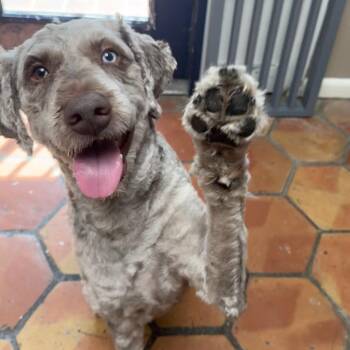 Oscar -  Labrador Retriever Dog for Adoption in Dallas, Texas - Oscar | PetCurious