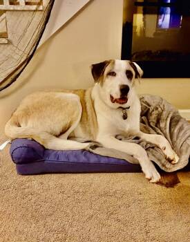 Great Pyrenees and German Shepherd Dog Dogs Available for Adoption - Kolby | PetCurious