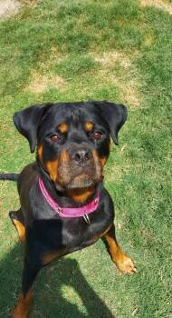 Mena -  Rottweiler Dog for Adoption in Polk, Ohio - Mena | PetCurious