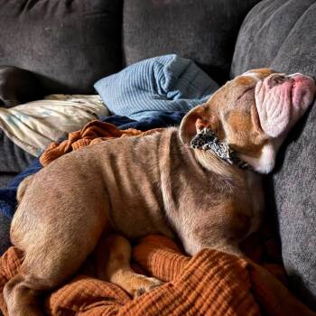 Loofah -  English Bulldog Dog for Adoption in Sinking Spring, Pennsylvania - Loofah | PetCurious