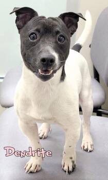 Dendrite -  Parson Russell Terrier and Mixed Breed Dog for Adoption in Mason, Michigan - Dendrite | PetCurious