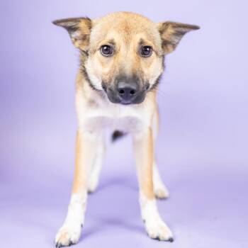 Foxy -  Mixed Breed Dog for Adoption in Portland, Oregon - Foxy | PetCurious