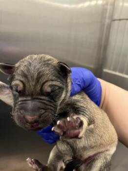 Rescue Mixed Breed Dogs for Adoption in Dallas, Texas - 8 | PetCurious