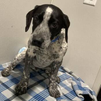 Starz -  German Shorthaired Pointer and Australian Cattle Dog Blue Heeler Dog for Adoption in Tampa, Florida - Starz | PetCurious