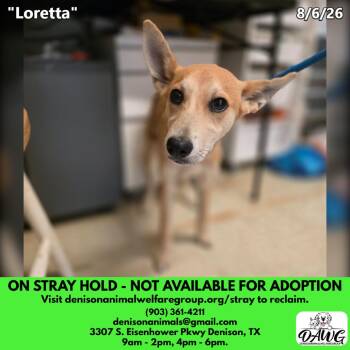 Loretta -  Mixed Breed Dog for Adoption in Denison, Texas - Loretta | PetCurious