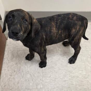 Lakeville -  Labrador Retriever and Mixed Breed Dog for Adoption in Chatham, Virginia - Lakeville | PetCurious